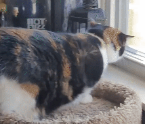 laughing at my cat