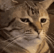 caught in the inescapable web of warcraft roleplay for the nth time